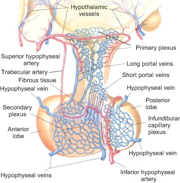 Hypothalamic vessels Superior hypophyseal artery Trabecular artery Fibrous tissue Hypophyseal vein Secondary plexus Anterior lobe Hypophyseal veins Primary plexus Long portal veins Short portal veins Hypophyseal vein posterior lobe Infundibular capillary plexus Hypophyseal vein Inferior hypophyseal artery 