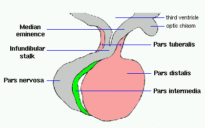 Infundibular Pars nervosa third ventricle optic Chiasm Pars tuberalis cost*s Pars intermedia 
