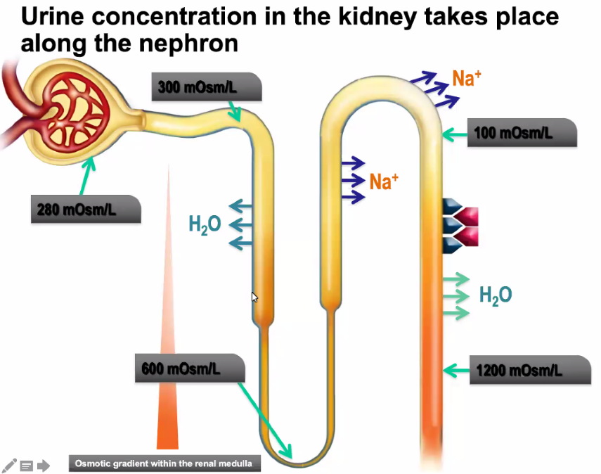 Urine concentration in the kidney takes place along the nephron Na+ H20 Osmotic gradient within the renal medulla 