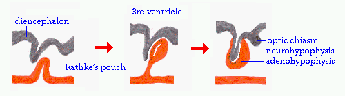 diencephal 3rd ventricle optic chiasm neurohypophysis Rathke's pouch 