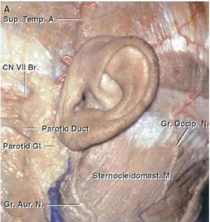 Sup, Temp. A. CN Vil Br. PaÅ Parotid Cl.— - r, Aur. N; id Duct Gr.@ccip, 