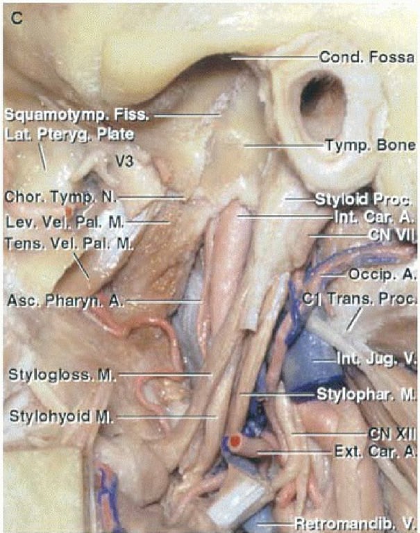 quaffiotymp, Fiss. Lat. PterÄFte hor. Tymp.. Vel. Pal; Asc. Stylogloss. StylohYOid Cond. Fossa Tympe Bone ty16id r•oe; A, frans. Pro Styloph*, Ext. 