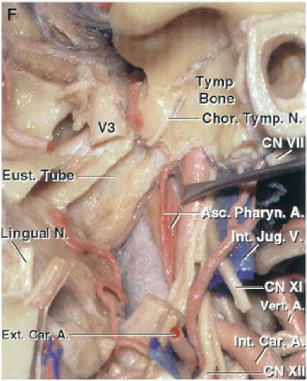 Eust. Lihgual Tymp Bone* Jug. ý. 'XII 