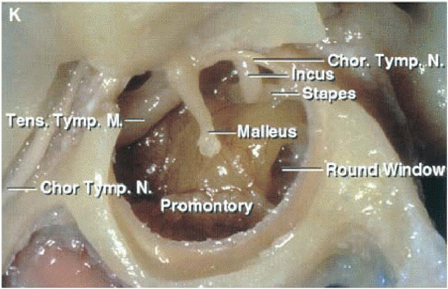 ، هلهليسهسا . ,!liör.ur-,r.; snqlen snau ره. رند: رميا 