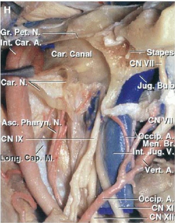 dar Canaf C,JYIL Јид. сс . д nt. Vert,» ecip; д. 