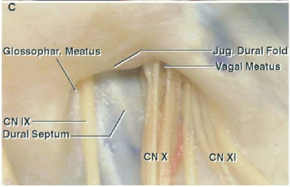 Enlarged view of two jugular foramina