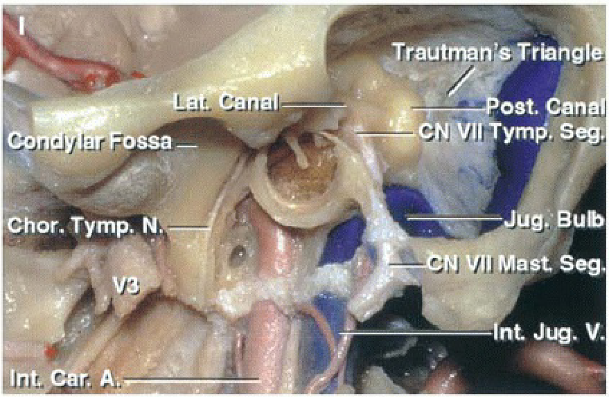 F' Chor. Tymp. eTrautman' ost. Canai ymp, S Mast V. 