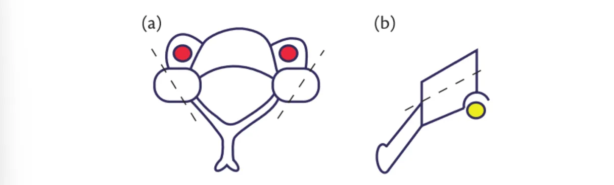 Schematic diagram demonstrating the appropriate screw trajectory on the axial (A) and sagittal (B) planes. On the axial plane, the surgeon must aim laterally enough to avoid the vertebral arteries (red) and on the sagittal plane, superiorly enough to avoid the exiting nerve root (yellow).