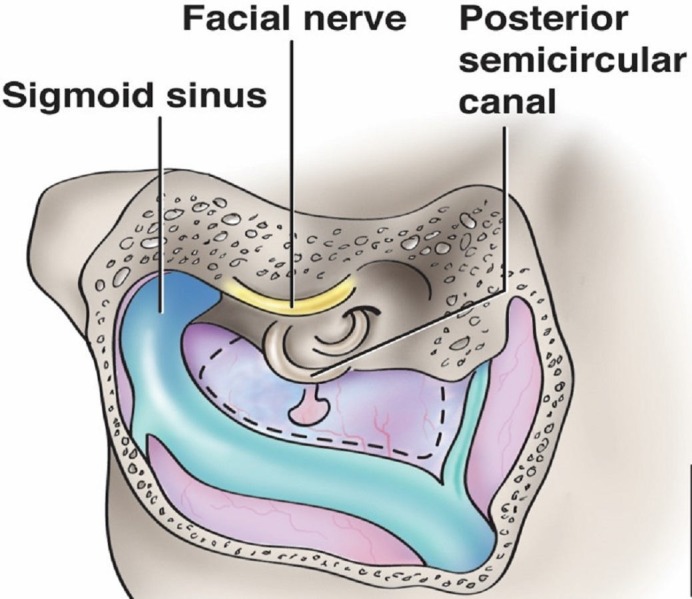 Diagram of the structure of the human body AI-generated content may be incorrect.
