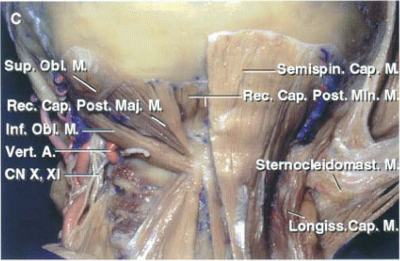 • s sł6u?2 •deo o •guł •łsod @ łqo ns 