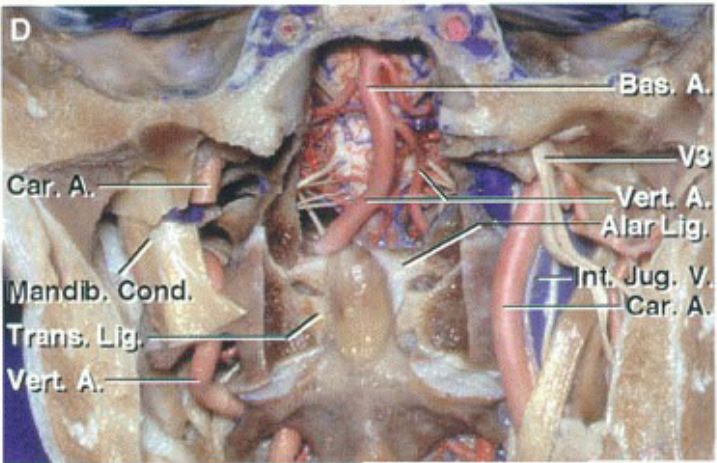 1äf•Lig.• nt. ug. car. 