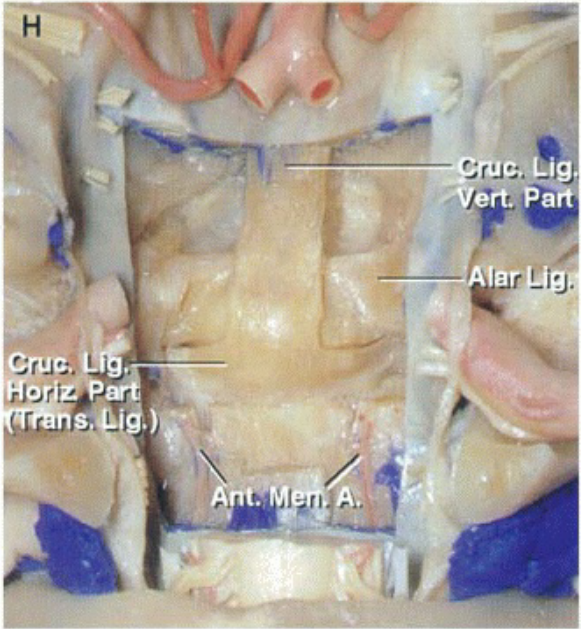 A close-up of a human body AI-generated content may be incorrect.