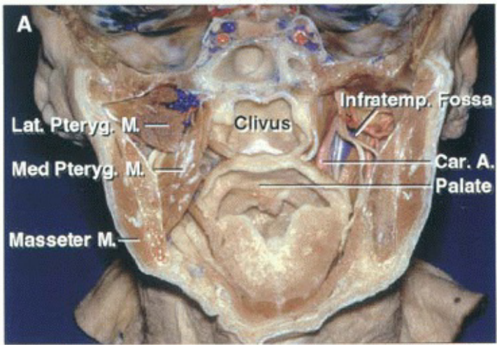 A close-up of a human neck AI-generated content may be incorrect.