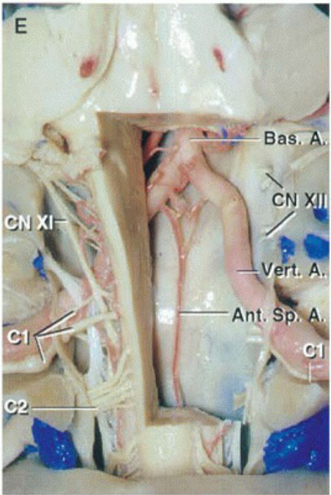 CN I Cl Bas. CN Ant. p. 