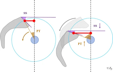 Pelvis back tilt mechanism. Increase of pelvis tilt results in posterior placement of sacrum related to the coxo-femoral heads thus increasing the sacro-femoral distance (red lines)