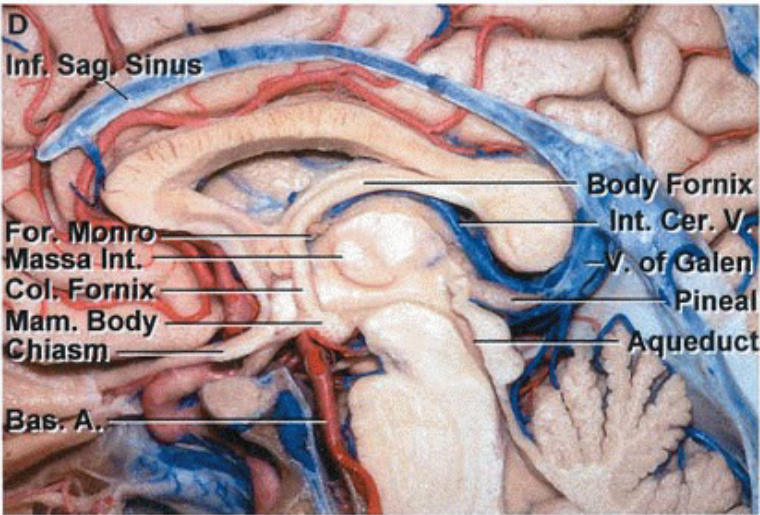 rpus• massa Int. COI$orni Mam. Body dy orni nt. une qued 