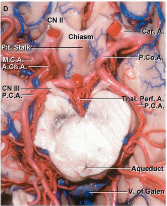 Chiasm Pi . stałk p.Co .Ch.A. Aquduc V. Cale 