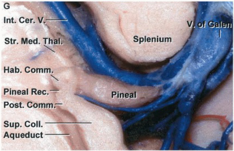 Int. Cer. V. Str. Med. Thal,:. Hab. Comm. Pineal Rec. Post. Comm.— Sup. Coll. Aqueduct Splenium Pineal 