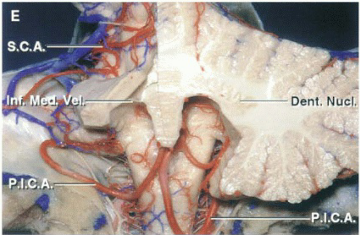 S.C.A P.I.C. . Dent. Nu"/ „1.c.À. 