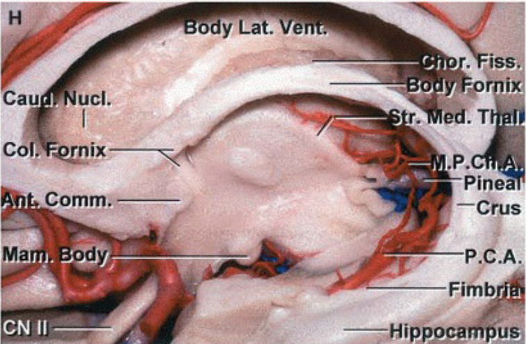 Cau ody Lat. Ve iss ucl. Col Pine Comm. Ma CN Il . —Crus od Fimb 