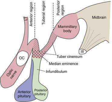 A diagram of the internal organs AI-generated content may be incorrect.