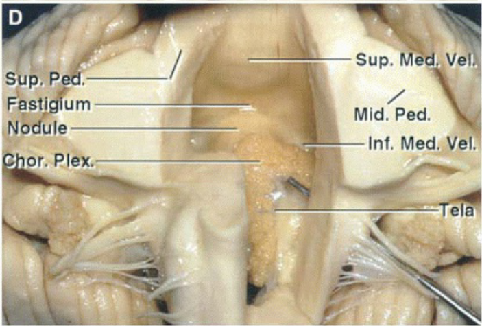Jul pad 'P!W •dns d 'dns 