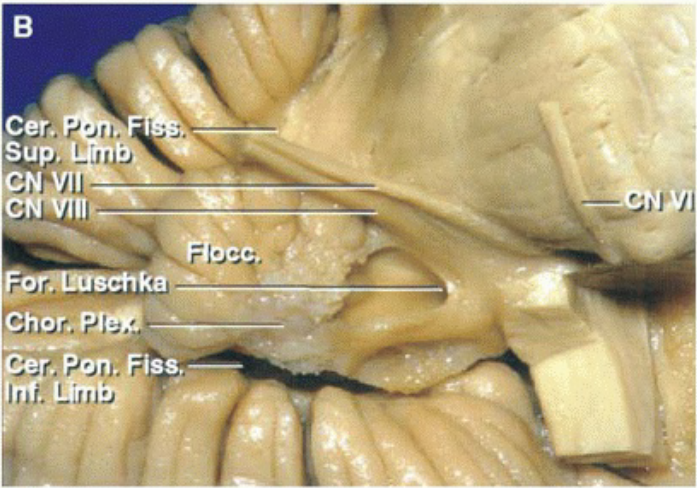 Close-up of a human body AI-generated content may be incorrect.