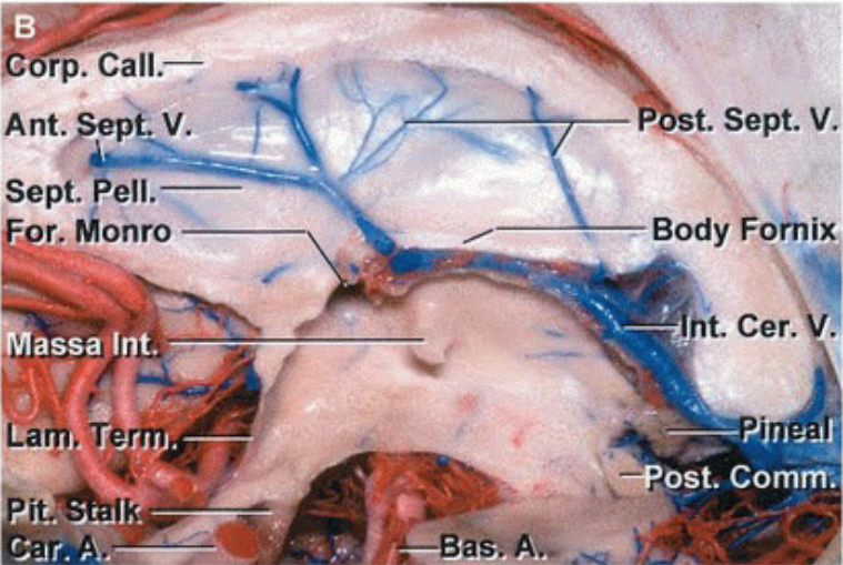 rp. Call.—r :or. tåonro assaA t. sept. V. Body Fomi fit. Cer. Comm. 