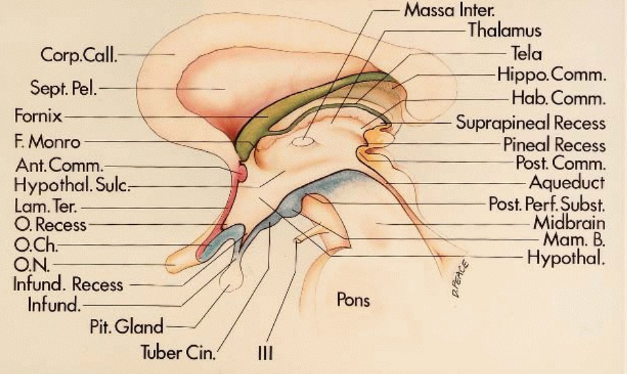 Corp.Call. Sept. Fornix F. B,åonro Ant. Cornm. Hypothal. Sulc. Lam. Ter. O. Recess o.Ch ON Infund. Recess Infund. Pit. Gland Tuber Cin. Massa Inter Thalamus Tela Hippo Comm. Hab. Comm. Suprapineal Recess Pineal Recess post. Comm. Aqueduct post. Perf. Subst Midbrain Mam. B. — Hypothal. Ill 