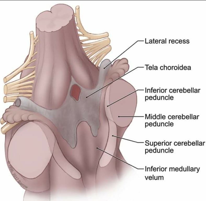 10 Lateral recess Tela choroidea Inferior cerebellar peduncle Middle cerebellar peduncle Superior cerebellar peduncle Inferior medullary velum 