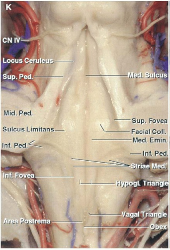 Locus Mid. ped Suleus Limitans— Inf. Ped.•Q - r;ma Sup. Fovea Facial COIL Med. Emin. 31M. ped 