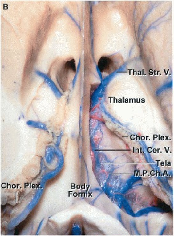 Thal.Str. V Thalamus Chor. In Bod For r. Plex ela 