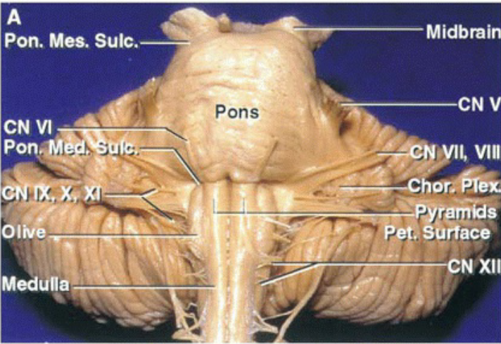Pon. Mes. Sule. Pons CNVI Pon Olb.e Meduaa' Vill N XII 