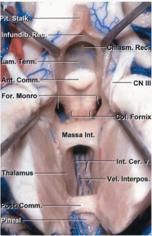 A close-up of a human body AI-generated content may be incorrect.