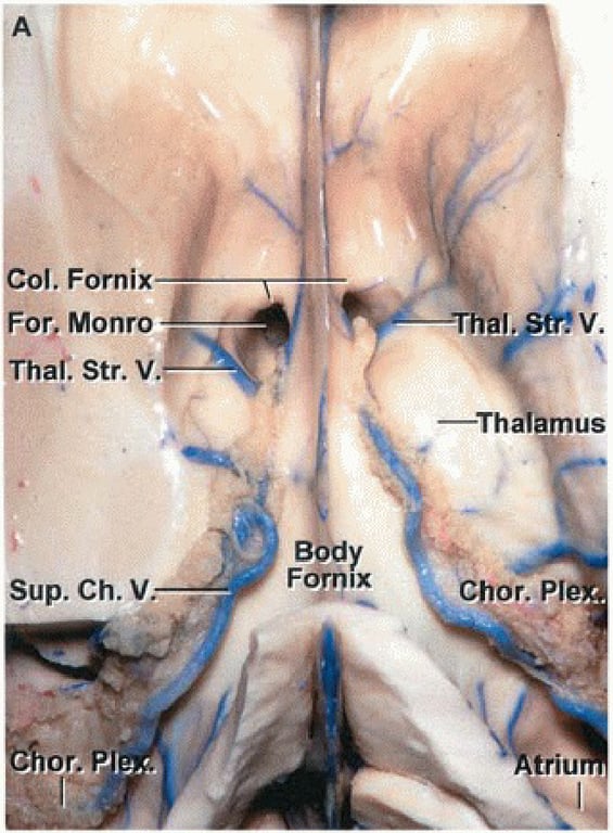 Col. Fornix For, Monro Thai. str. V. sup. Ch. V. flor. p Bod FOTO x —Th amus Chor. PI triu 