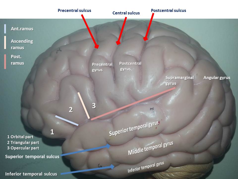 Telencephalon | Anatomy E-lab
