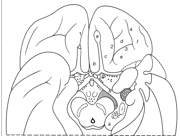 A diagram of a human brain AI-generated content may be incorrect.