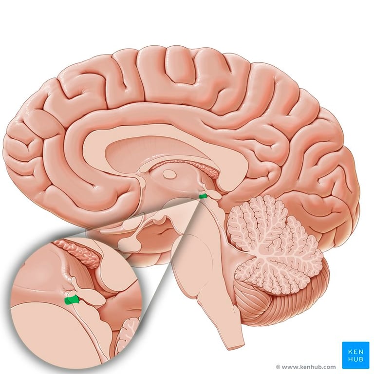 Subcommissural organ - sagittal view
