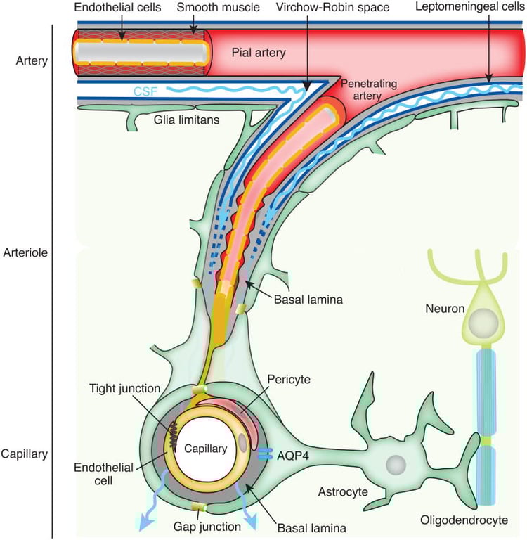 A diagram of a capillary system AI-generated content may be incorrect.