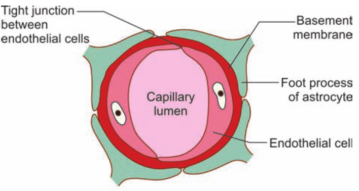Tight junction between endothelial cells Capillary lumen Basement membrane Foot process of astrocyte Endothelial cell 