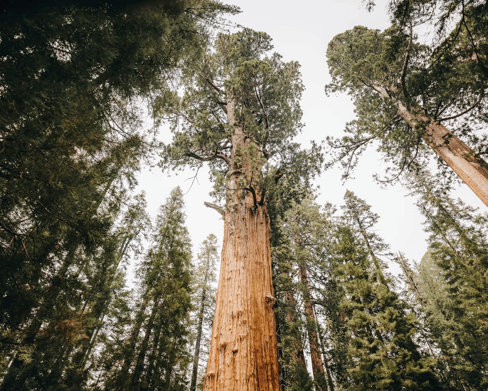 When I Feel Fragile, I Look to Sequoias
