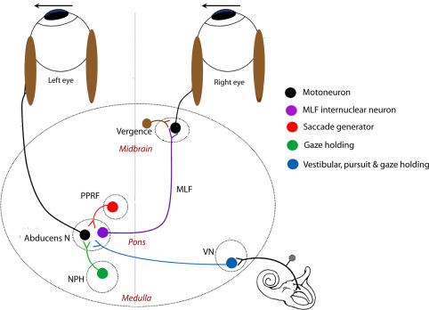 A diagram of a human brain AI-generated content may be incorrect.