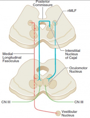 Diagram of a diagram of a human body AI-generated content may be incorrect.