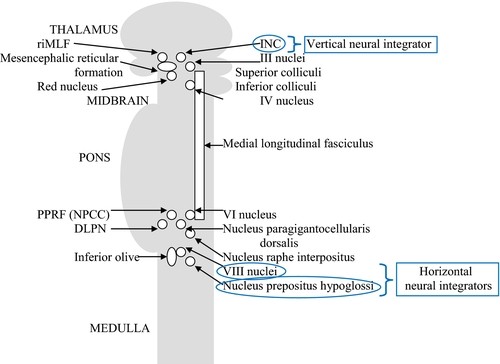 THALAMUS riMLF ic reticular fonnation Red nucleus MIDBRAIN PPRF (NPCC) Superior Inferior colliculi longitudinal fasciculus nucleus DLPN Ot—NucIeus paragigantocellularis Inferior oli MEDULLA dorsalis ucleus raphe interpositus o Ill ucleus prepositus hypogloss neural integrators 