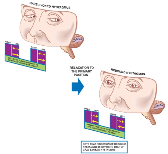 A diagram of a human brain AI-generated content may be incorrect.