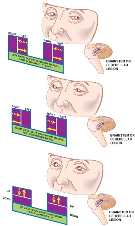 A diagram of a human brain AI-generated content may be incorrect.