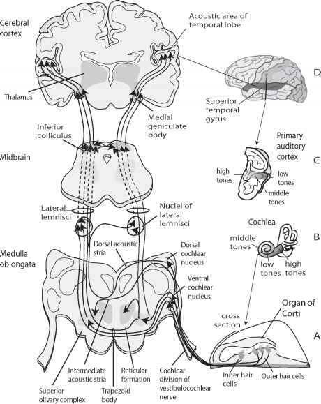Central Auditory Pathways