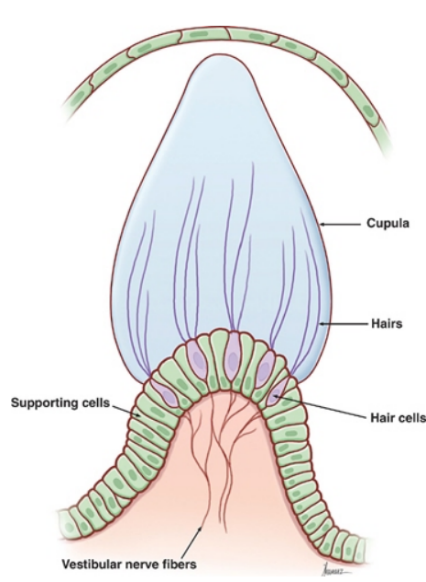 Hair cells 