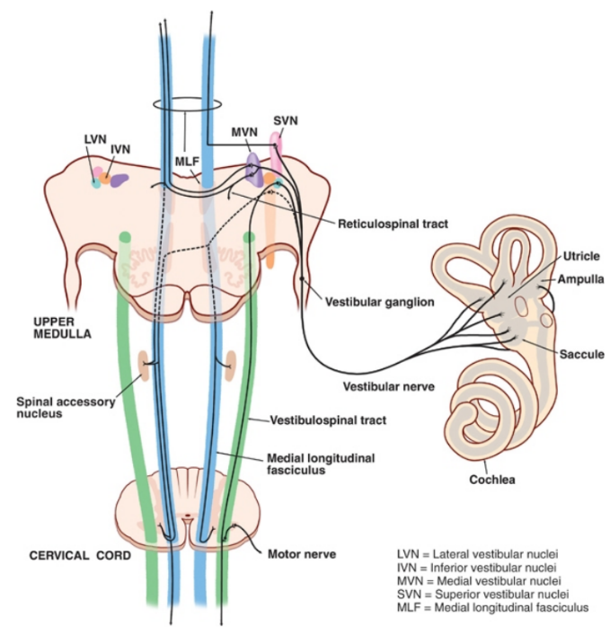 A diagram of the nervous system AI-generated content may be incorrect.