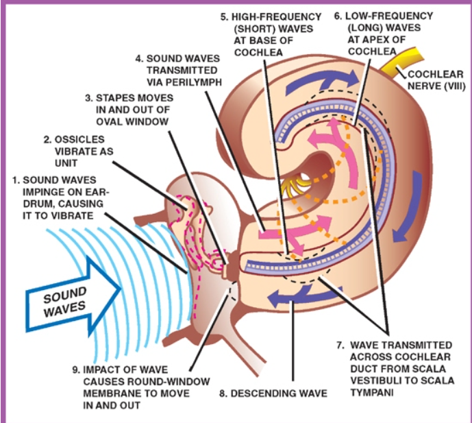S. HIGH-FREQUENCY (SHORT) WAVES AT BASE OF COCHLEA 4. SOUND WAVES TRANSMITTED VIA PERILYMPH a. STAPES MOVES IN AND OUT OF OVAL WINDOW 2. OSSICLES VIBRATE AS UNIT 1. SOUND WAVES IMPINGE ON EAR. DRUM. CAUSING IT TO VIBRATE SOUND WAVES 9. IMPACT OF WAVE CAUSES ROUND-WINDOW MEMBRANE TO MOVE 8. DESCENDING WAVE IN AND our 6. LOW-FREQUENCY WAVES AT APEX OF COCHL COCHLEAR NERVE (WI) 7. WAVE TRANSMITTED ACROSS COCHLEAR OUCT FROM SCALA VESTIBUU TO SCALA TYMPANI 